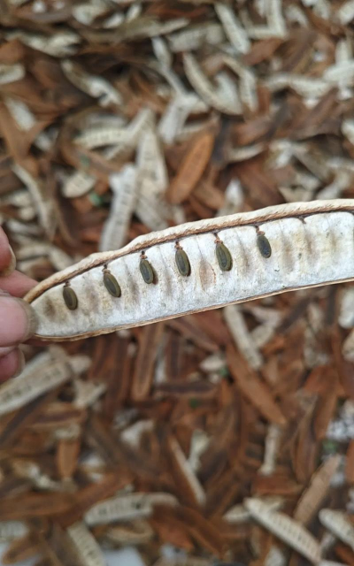 小众送妈妈的花有哪些花