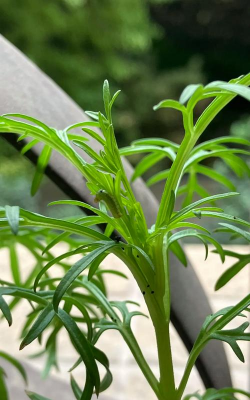 小众送妈妈的花有哪些花