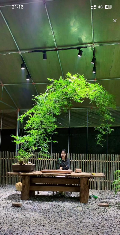 小众送妈妈的花有哪些花