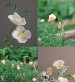 小众送妈妈的花有哪些花