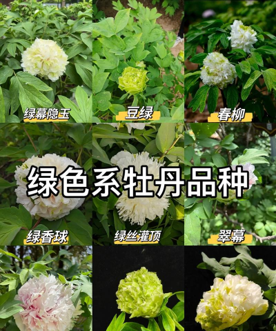小众送妈妈的花有哪些花