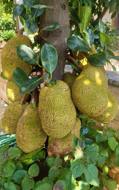 植物菠萝蜜什么样子