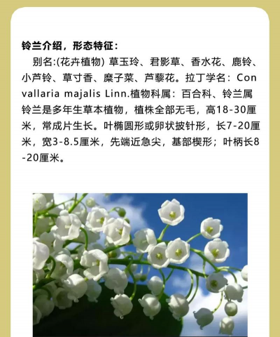 小众送妈妈的花有哪些花