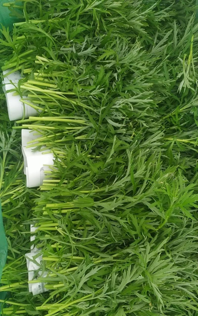 小众送妈妈的花有哪些花