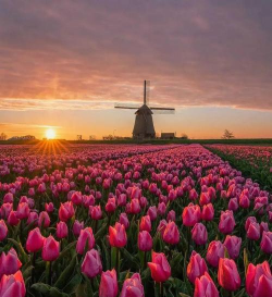 小众送妈妈的花有哪些花