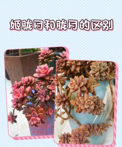 小众送妈妈的花有哪些花