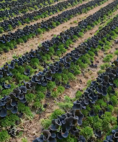 小众送妈妈的花有哪些花