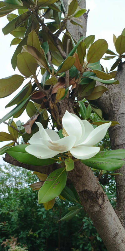 小众送妈妈的花有哪些花