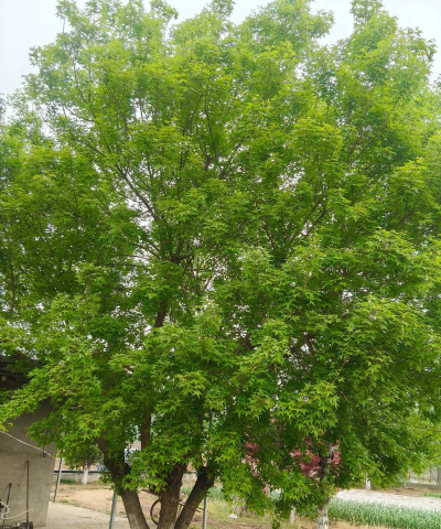 五角枫可以嫁接什么