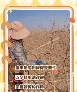 小枣树怎么修剪