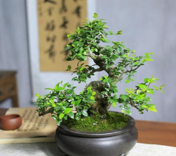 小众送妈妈的花有哪些花