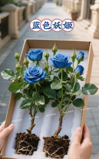 小众送妈妈的花有哪些花