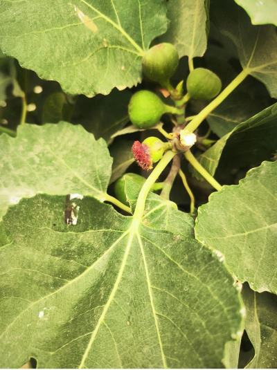 小众送妈妈的花有哪些花