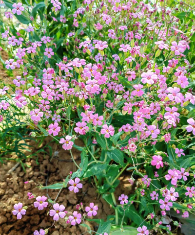 麦蓝菜和满天星的区别