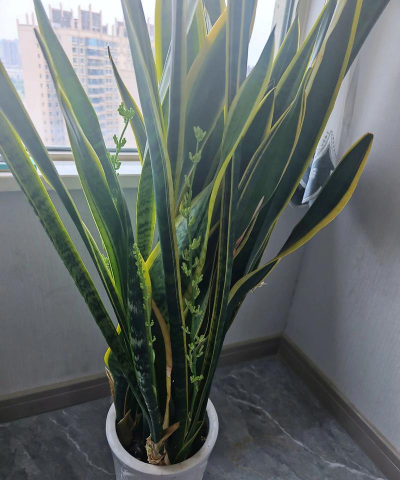 小众送妈妈的花有哪些花