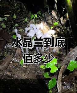 小众送妈妈的花有哪些花