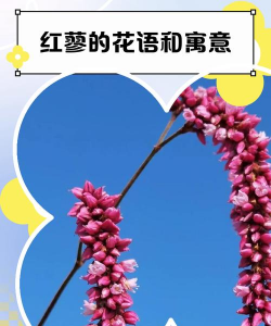 小众送妈妈的花有哪些花