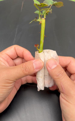 小众送妈妈的花有哪些花