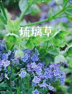 琉璃草花语