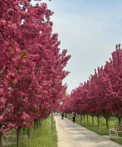 小众送妈妈的花有哪些花