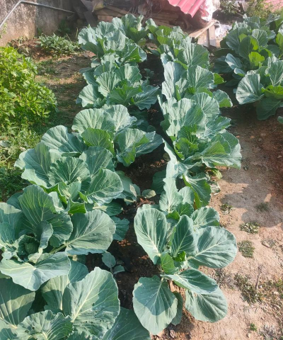 小众送妈妈的花有哪些花