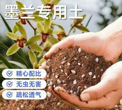 小众送妈妈的花有哪些花