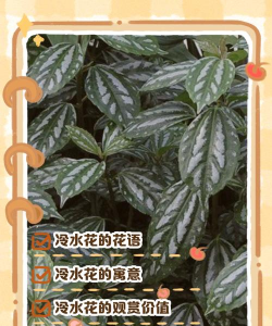 小众送妈妈的花有哪些花