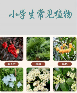 小众送妈妈的花有哪些花