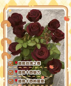 小众送妈妈的花有哪些花