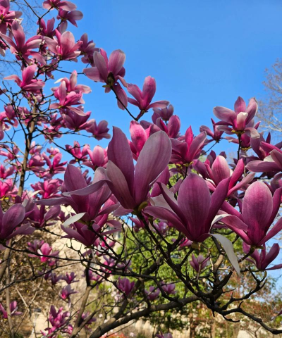 小众送妈妈的花有哪些花