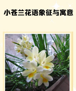 小众送妈妈的花有哪些花