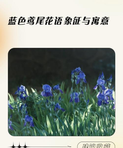 小众送妈妈的花有哪些花