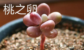 小众送妈妈的花有哪些花