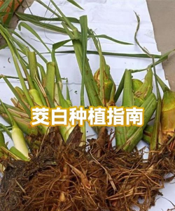 小众送妈妈的花有哪些花
