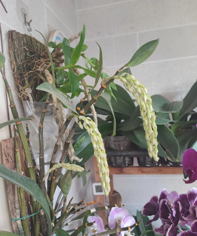 小众送妈妈的花有哪些花