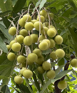 菩提是什么植物的果实