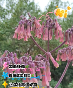 小众送妈妈的花有哪些花