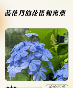 小众送妈妈的花有哪些花