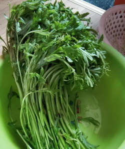 小众送妈妈的花有哪些花