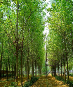 杨树的生活环境