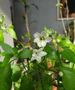 小众送妈妈的花有哪些花