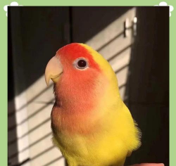 黄桃鹦鹉会说话吗