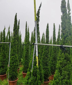 小众送妈妈的花有哪些花