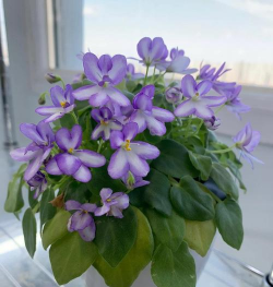 小众送妈妈的花有哪些花