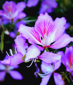 小众送妈妈的花有哪些花