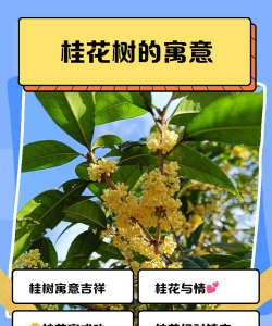 桂花树寓意