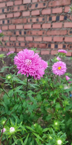 乡村一般有哪些花