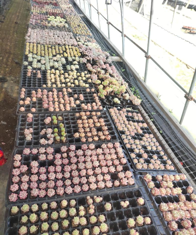 小众送妈妈的花有哪些花