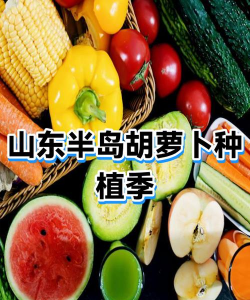 山东半岛适合种植什么