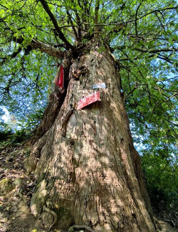小众送妈妈的花有哪些花